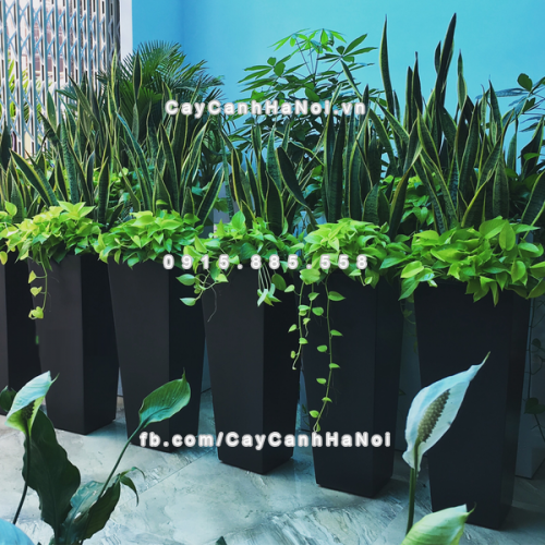 Chậu composite trồng cây cao cấp thông minh 1014S (Đen mờ) 4 chau_composite_trong_cay_thong_minh_cao_cap_1014s_den2