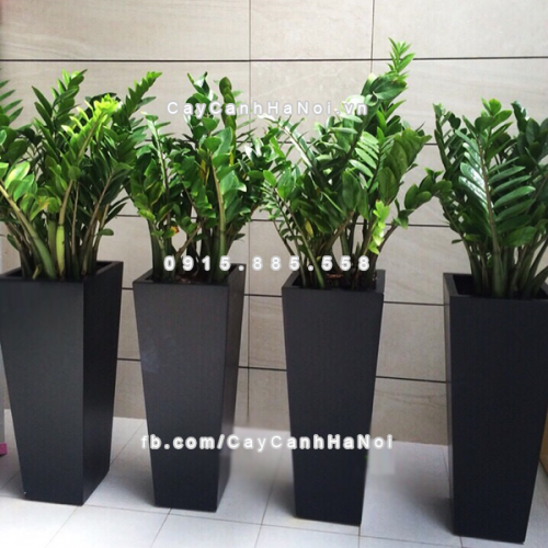 chau_composite_trong_cay_thong_minh_cao_cap_1014s_den3