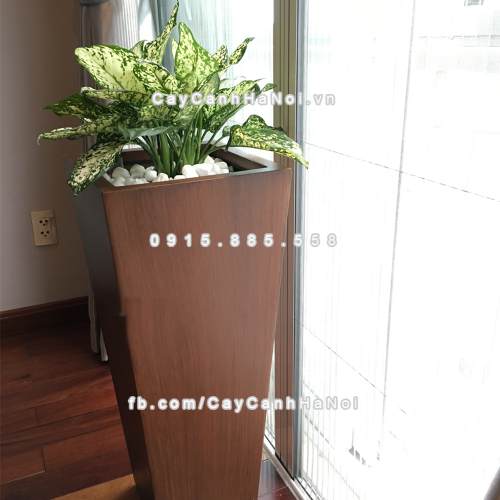 chau_composite_trong_cay_thong_minh_cao_cap_1014s_van_go2