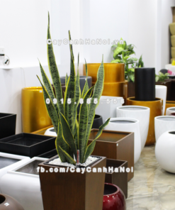 Chau composite trong cay thong minh cao cap 1014S van go6