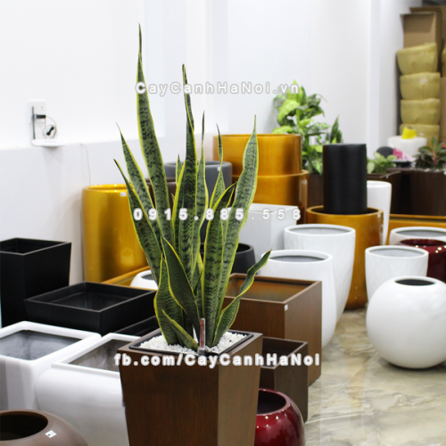 chau_composite_trong_cay_thong_minh_cao_cap_1014s_van_go6