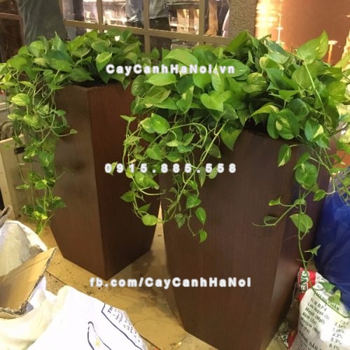 chau_composite_trong_cay_thong_minh_cao_cap_1021s_van_go4