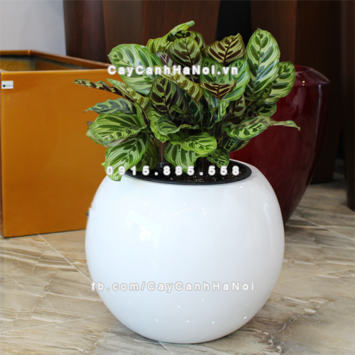 chau_composite_trong_cay_thong_minh_cao_cap_1091s_trang2