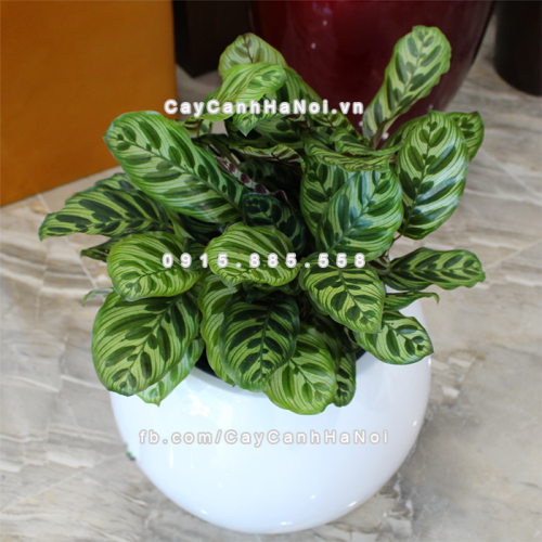 chau_composite_trong_cay_thong_minh_cao_cap_1091s_trang3