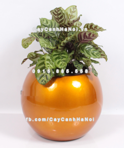 Chậu composite trồng cây cao cấp thông minh 1091S (Vàng gold) 1 Chau composite trong cay thong minh cao cap 1091S vang gold2