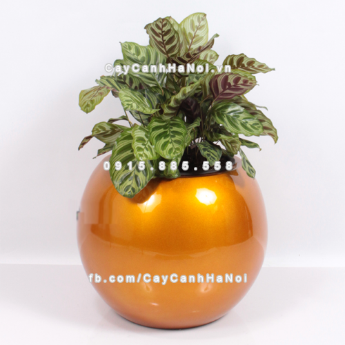 chau_composite_trong_cay_thong_minh_cao_cap_1091s_vang_gold2