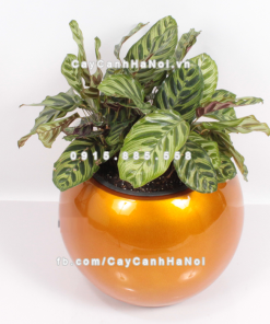 Chậu composite trồng cây cao cấp thông minh 1091S (Vàng gold) 2 Chau composite trong cay thong minh cao cap 1091S vang gold3