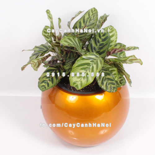 chau_composite_trong_cay_thong_minh_cao_cap_1091s_vang_gold3