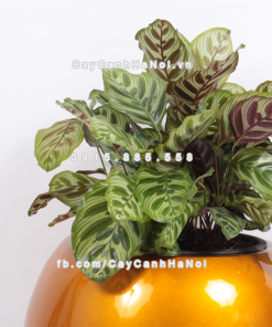 Chậu composite trồng cây cao cấp thông minh 1091S (Vàng gold) 3 Chau composite trong cay thong minh cao cap 1091S vang gold4