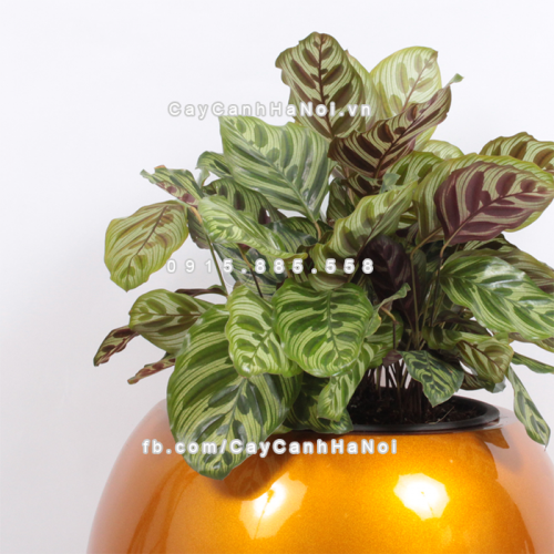 Chậu composite trồng cây cao cấp thông minh 1091S (Vàng gold) 6 chau_composite_trong_cay_thong_minh_cao_cap_1091s_vang_gold4