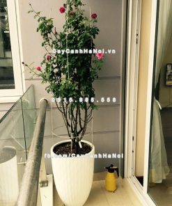 Chậu composite trồng cây cao cấp thông minh 1100S (Trắng bóng) 3 Chau composite trong cay thong minh cao cap 1100S trang bong4