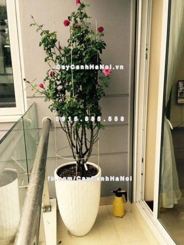 Chậu composite trồng cây cao cấp thông minh 1100S (Trắng bóng) 6 chau_composite_trong_cay_thong_minh_cao_cap_1100s_trang_bong4