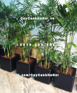 Chau composite trong cay thong minh cao cap 1476 den3