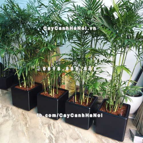 chau_composite_trong_cay_thong_minh_cao_cap_1476_den3