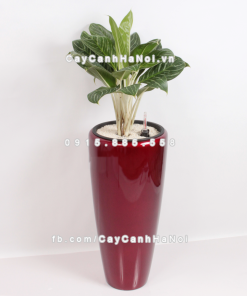 Chau composite trong cay thong minh cao cap 1649S do2 1