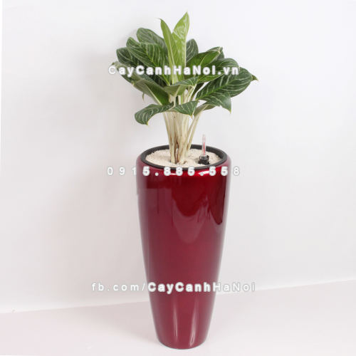 chau_composite_trong_cay_thong_minh_cao_cap_1649s_do2