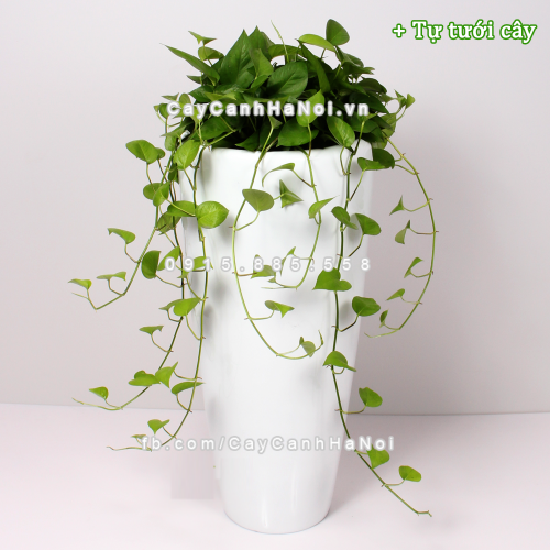 chau_composite_trong_cay_thong_minh_cao_cap_1649s_trang3