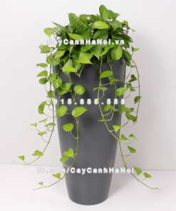 Chau composite trong cay thong minh cao cap 1649S xam3