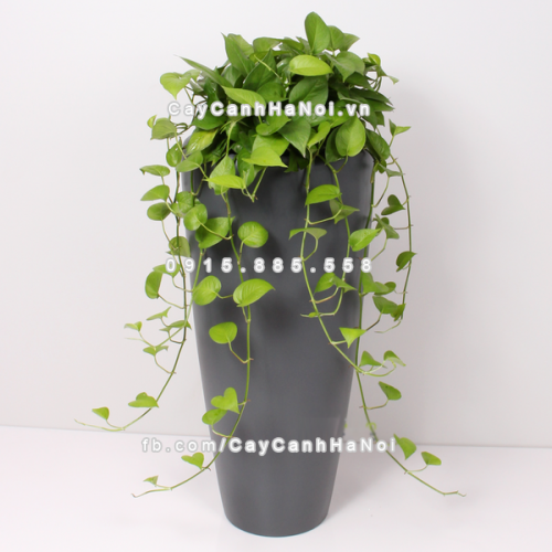 chau_composite_trong_cay_thong_minh_cao_cap_1649s_xam3