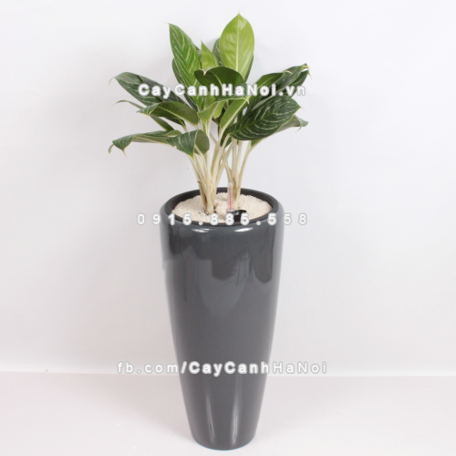 Chậu composite trồng cây cao cấp thông minh 1649S (Xám bóng) 8 chau_composite_trong_cay_thong_minh_cao_cap_1649s_xam_bong3