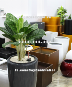 Chậu composite trồng cây cao cấp thông minh 1649S (Xám bóng) 3 Chau composite trong cay thong minh cao cap 1649S xam bong5