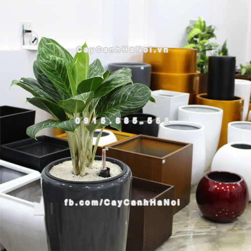 chau_composite_trong_cay_thong_minh_cao_cap_1649s_xam_bong5