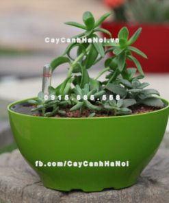Chậu composite trồng cây cao cấp thông minh N10 1 Chau composite trong cay thong minh cao cap N101
