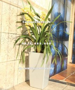 Chau composite trong cay thong minh cao cap N11 1