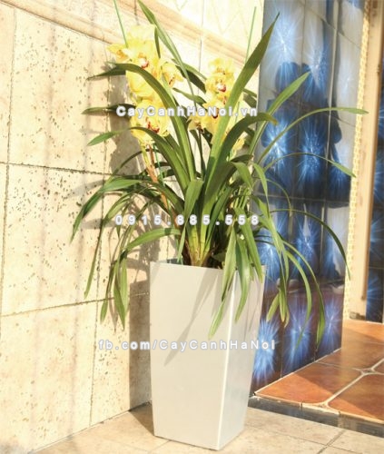 chau_composite_trong_cay_thong_minh_cao_cap_n11