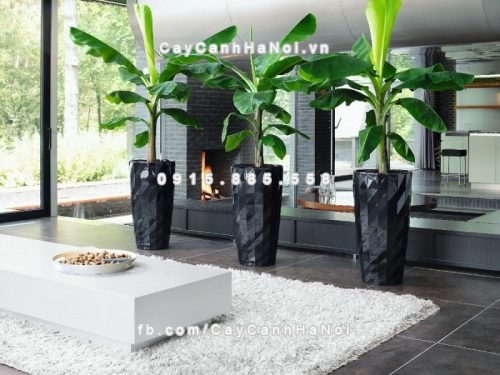 chau_composite_trong_cay_thong_minh_cao_cap_n111