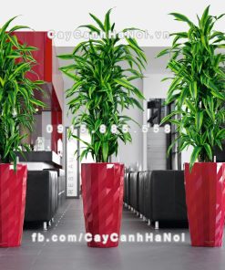 Chau composite trong cay thong minh cao cap N112