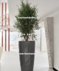 Chau composite trong cay thong minh cao cap N121