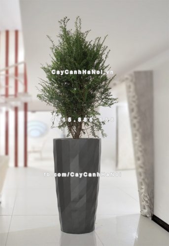 chau_composite_trong_cay_thong_minh_cao_cap_n121