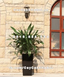 Chậu composite trồng cây cao cấp thông minh N2 1 Chau composite trong cay thong minh cao cap N21