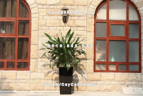 Chậu composite trồng cây cao cấp thông minh N2 4 chau_composite_trong_cay_thong_minh_cao_cap_n21