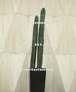 Chậu composite trồng cây cao cấp thông minh N2 2 Chau composite trong cay thong minh cao cap N22