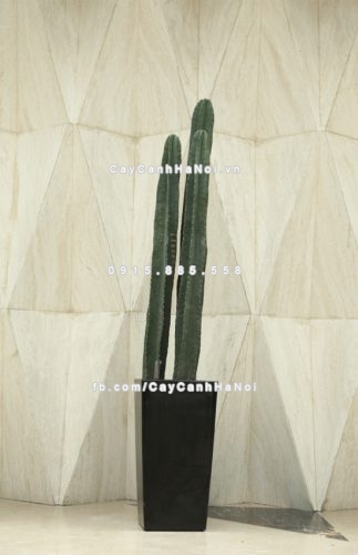 Chậu composite trồng cây cao cấp thông minh N2 3 chau_composite_trong_cay_thong_minh_cao_cap_n22