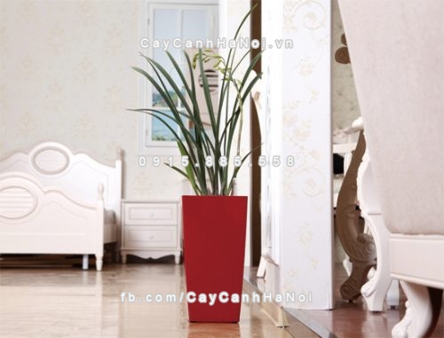 chau_composite_trong_cay_thong_minh_cao_cap_n31