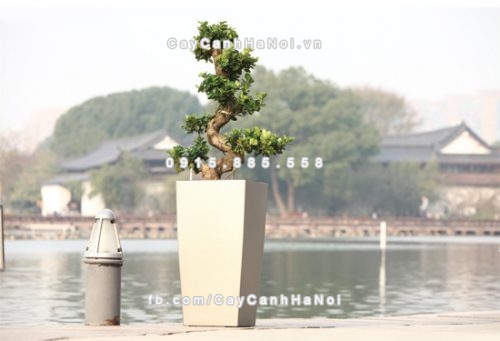 chau_composite_trong_cay_thong_minh_cao_cap_n32