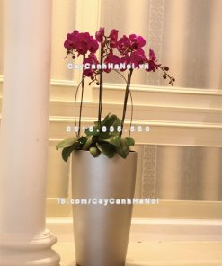 Chậu composite trồng cây cao cấp thông minh N4 2 Chau composite trong cay thong minh cao cap N42