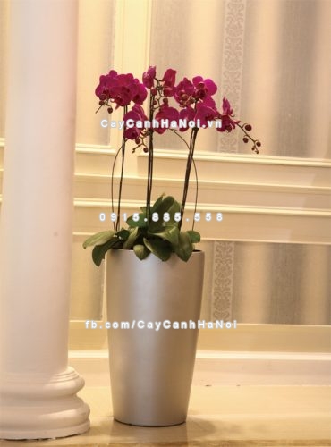 chau_composite_trong_cay_thong_minh_cao_cap_n42