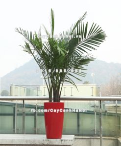 Chậu composite trồng cây cao cấp thông minh N5 1 Chau composite trong cay thong minh cao cap N51