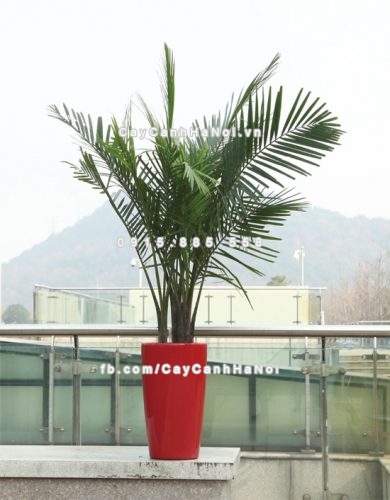 chau_composite_trong_cay_thong_minh_cao_cap_n51