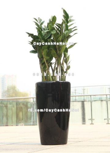 chau_composite_trong_cay_thong_minh_cao_cap_n52