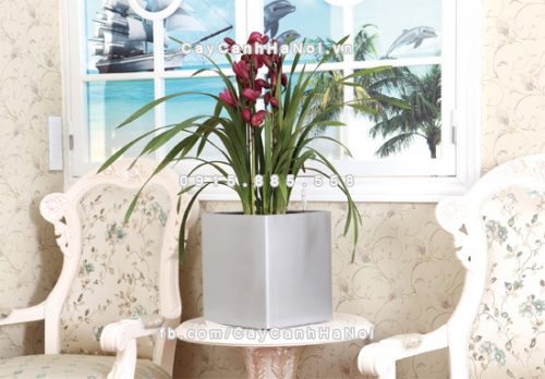 Chậu composite trồng cây cao cấp thông minh N6 5 chau_composite_trong_cay_thong_minh_cao_cap_n61