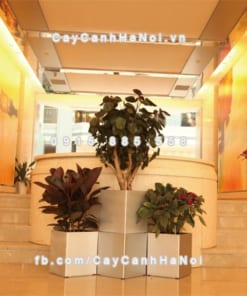 Chậu composite trồng cây cao cấp thông minh N6 2 Chau composite trong cay thong minh cao cap N62