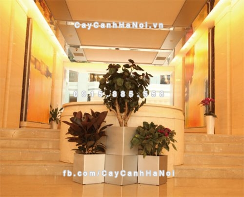 chau_composite_trong_cay_thong_minh_cao_cap_n62