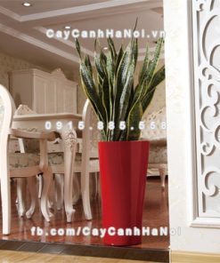 Chậu composite trồng cây cao cấp thông minh N8 2 Chau composite trong cay thong minh cao cap N83