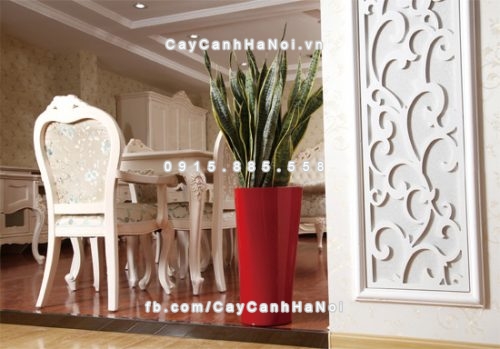 chau_composite_trong_cay_thong_minh_cao_cap_n83