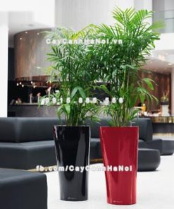 Chậu composite trồng cây cao cấp thông minh N9 1 Chau composite trong cay thong minh cao cap N91